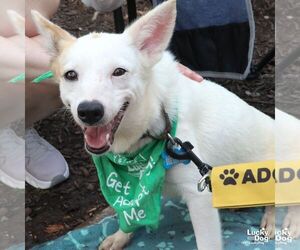 Zinni - Female Mutt Dog for Adoption - Photo #4
