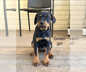 Rottweiler Puppy for Sale in DANVILLE, Illinois USA