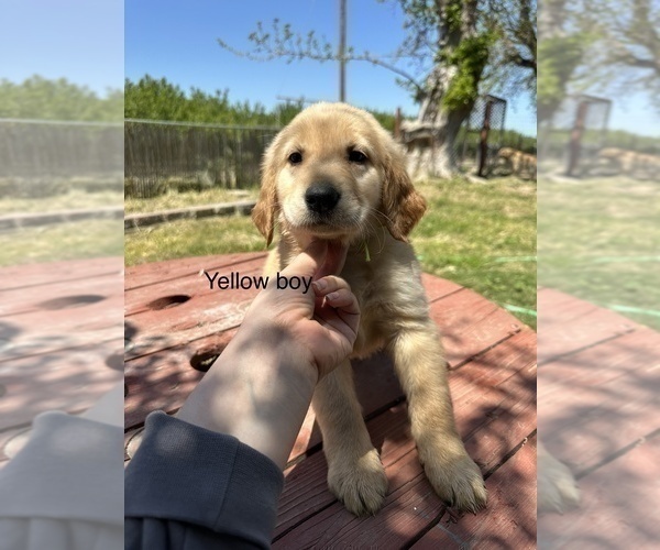 Medium Photo #2 Golden Retriever Puppy For Sale in MADERA, CA, USA