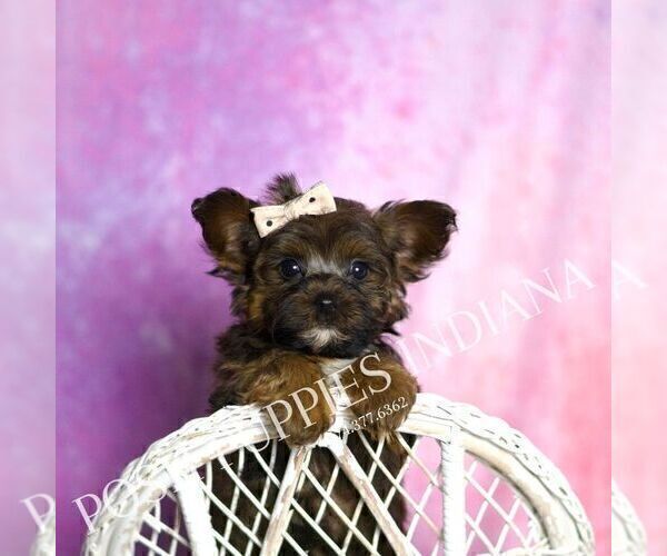 Medium Photo #118 Yorkipoo Puppy For Sale in WARSAW, IN, USA