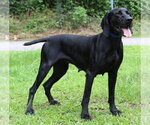 Small #1 Weimaraner Mix