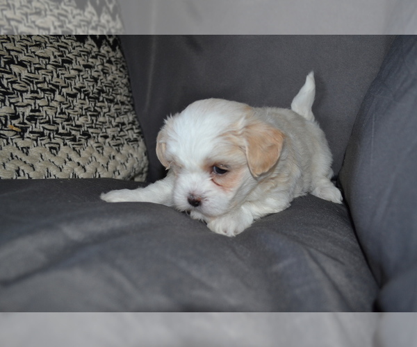 Medium Photo #2 Mal-Shi Puppy For Sale in GREENWOOD, WI, USA