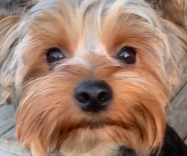 Medium Photo #4 Yorkshire Terrier Puppy For Sale in BETHLEHEM, GA, USA