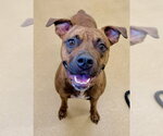 Small American Pit Bull Terrier Mix