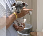 Small #1 Rat Terrier