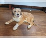 Small Photo #78 Bernedoodle (Miniature) Puppy For Sale in BLACK FOREST, CO, USA