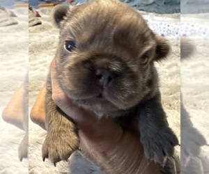 French Bulldog Litter for sale in LEHIGH ACRES, FL, USA