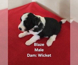 Medium Miniature Australian Shepherd-Poodle (Toy) Mix
