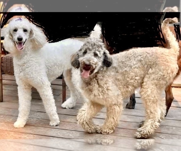 Medium Photo #1 Poodle (Standard) Puppy For Sale in FLORENCE, AL, USA