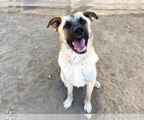 Medium Photo #1 German Shepherd Dog-Unknown Mix Puppy For Sale in Orange, CA, USA