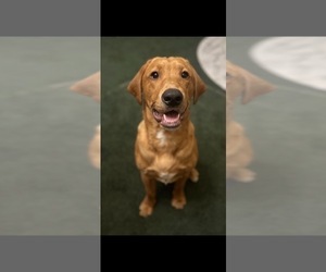 Father of the Labrador Retriever puppies born on 06/02/2025