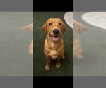 Small Photo #1 Labrador Retriever Puppy For Sale in ELIZABETH, WV, USA