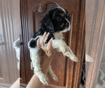 Image preview for Ad Listing. Nickname: Charles