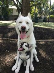 Mother of the Siberian Husky puppies born on 12/12/2018
