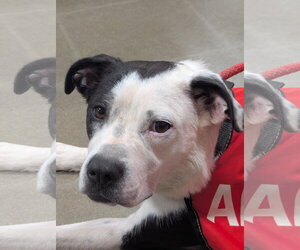 Australian Shepherd-Unknown Mix Dogs for adoption in Milner, GA, USA
