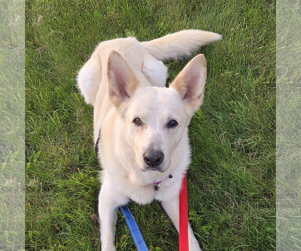 Medium Photo #10 German Shepherd Dog-Unknown Mix Puppy For Sale in Fargo, ND, USA