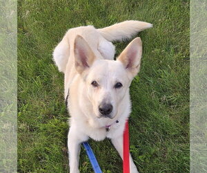Mark - Male German Shepherd Dog-Unknown Mix Dog for Adoption - Photo #10