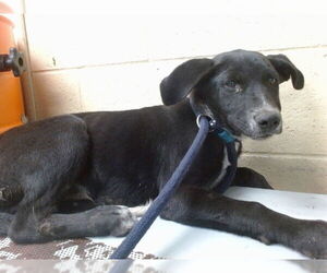 German Shepherd Dog-Unknown Mix Dogs for adoption in Downey, CA, USA