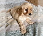 Small Photo #80 Goldendoodle (Miniature) Puppy For Sale in PENSACOLA, FL, USA