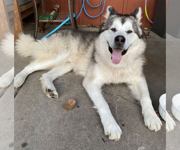 Medium Photo #7 Alaskan Malamute-Unknown Mix Puppy For Sale in Brooklyn Center, MN, USA