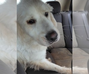 Great Pyrenees Puppy for sale in MARIETTA, GA, USA