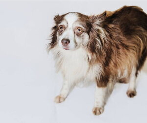 Libby - Female Australian Shepherd Dog for Adoption - Photo #2