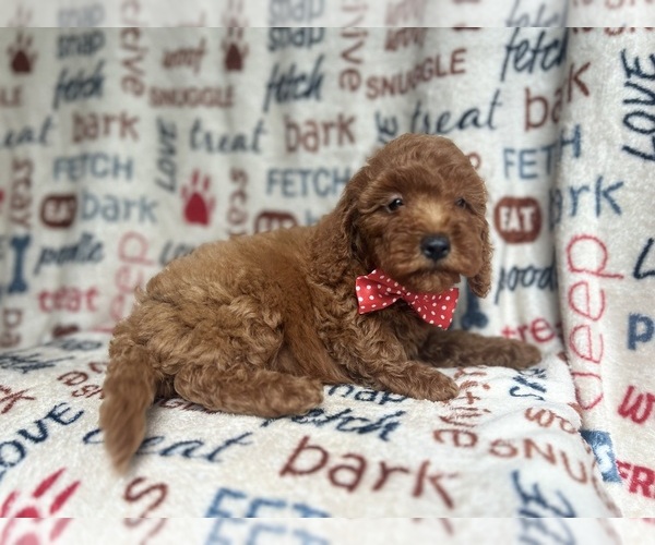 Medium Photo #9 Goldendoodle (Miniature) Puppy For Sale in LAKELAND, FL, USA