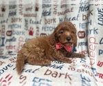 Small #8 Goldendoodle (Miniature)