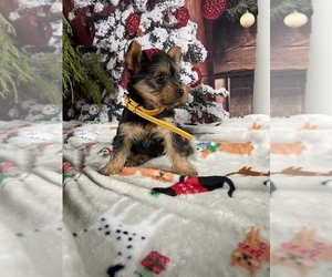 Yorkshire Terrier Puppy for sale in LANCASTER, PA, USA