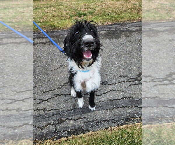 Medium Photo #1 Labrador Retriever Puppy For Sale in Silver Spring, MD, USA