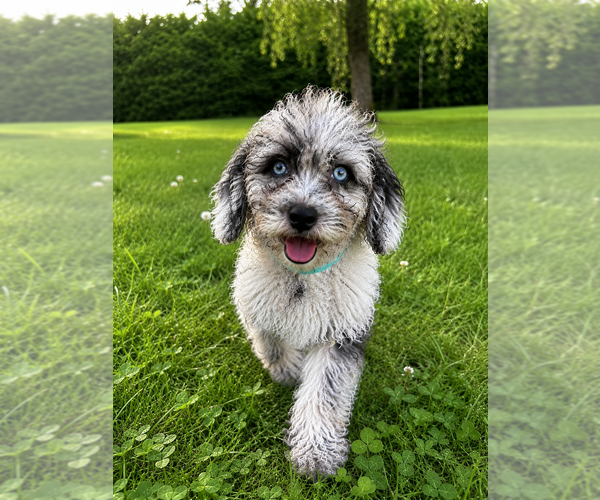 Medium Photo #5 Cavapoo (Miniature) Puppy For Sale in DURHAM, CT, USA