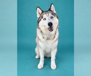 Siberian Husky Dogs for adoption in Pearland, TX, USA