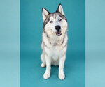 OC - Male Siberian Husky Dog for Adoption - Small photo