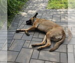 Small #4 German Shepherd Dog Mix