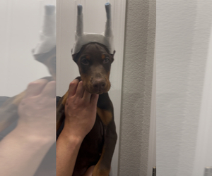 Doberman Pinscher Puppy for sale in COLORADO SPRINGS, CO, USA