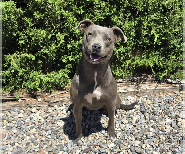 Medium Photo #3 American Pit Bull Terrier Puppy For Sale in Albuquerque, NM, USA