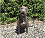 Small #2 American Pit Bull Terrier