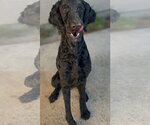 Small #3 Poodle (Standard) Mix