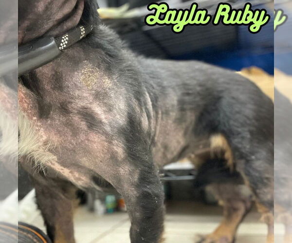 Medium Photo #11 Dachshund-Unknown Mix Puppy For Sale in San Antonio, TX, USA