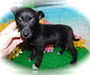 Jack-Rat Terrier-Rat Terrier Mix Puppy for sale in HAMMOND, IN, USA