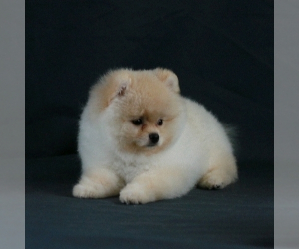 Medium Photo #4 Pomeranian Puppy For Sale in BROOKLYN, NY, USA