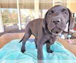 Small Photo #3 Labrador Retriever Puppy For Sale in MURRIETA, CA, USA