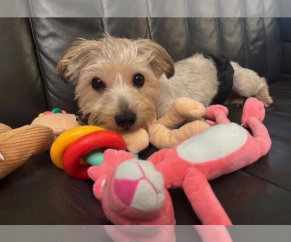 Medium Photo #2 Maltese-Unknown Mix Puppy For Sale in Lakewood, CO, USA