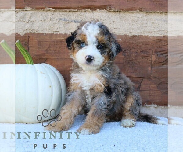 Medium Photo #1 Bernedoodle (Miniature) Puppy For Sale in NARVON, PA, USA