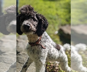 Poodle (Standard) Puppy for sale in SIGNAL MOUNTAIN, TN, USA