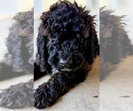 Puppy Puppy 5Big Mac Bernedoodle
