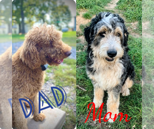 Medium Photo #1 Bernedoodle Puppy For Sale in RAPHINE, VA, USA