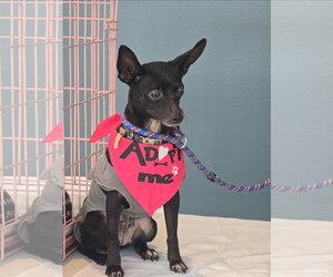 Carrieann - Female Chihuahua Dog for Adoption - Photo #2