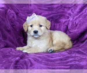 Golden Retriever Puppy for sale in OXFORD, PA, USA
