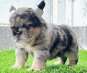 French Bulldog Puppy for sale in CHARLOTTE, NC, USA